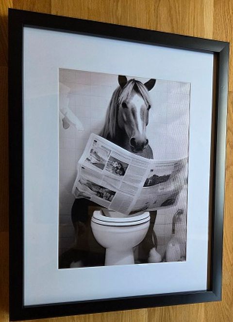Hovedbilde Bilde - hest på wc