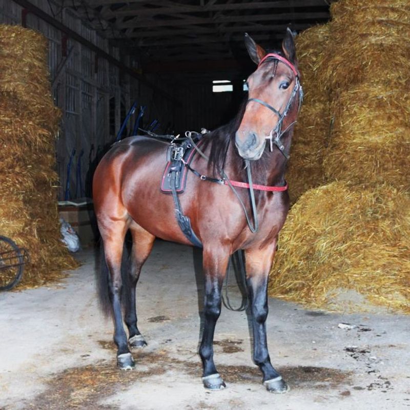 Star Tack Glamour bryst