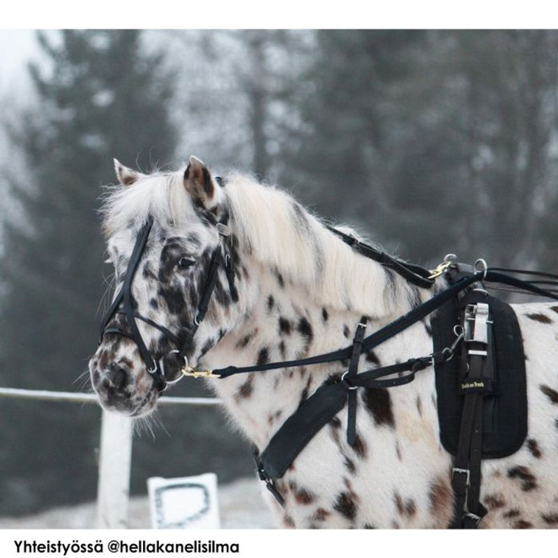Hodelag ponni GP-Tack