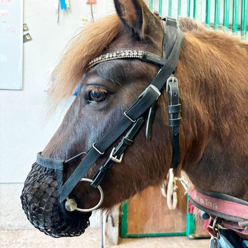 Pullernett Star Tack